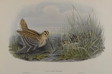 Gallinago Major - Stor snipa