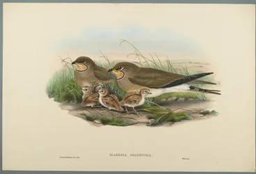 Glareola Pratincola - Common Pratincole (färg litho på vävt papper)