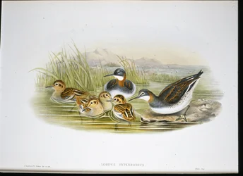 Blank Ibis (Falcinellus Igneus) (handfärgad litho)