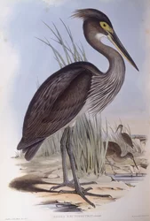 Stornäbbhäger (Ardea sumatrana), Gravyr av John Gould