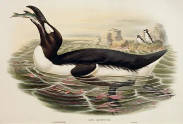 Storfågel Pinguinus impennis, gravyr