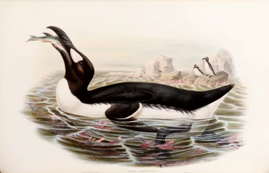 Great Auk, från "The Birds of Great Britain", publicerad London 1862-73