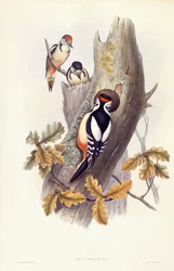 Stor hackspett (Dendrocopos major), Gravyr av John Gould