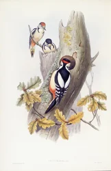 Stor hackspett (Dendrocopos major), Gravyr av John Gould