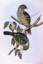 Grön kattfågel (Ailuroedus crassirostris), gravyr av John Gould