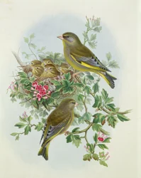 Grönfink, 1873