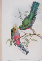 Hapaloderma Narina, tallrik från The Birds of Great Britain av John Gould, publicerad 1862-73 (handfärgad litho)