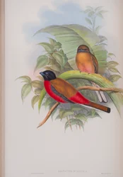 Harpactes Duvauceli, tallrik från The Birds of Great Britain av John Gould, publicerad 1862-73 (handfärgad litho)