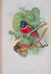 Harpactes Fasciatus, tallrik från The Birds of Great Britain av John Gould, publicerad 1862-73 (handfärgad litho)