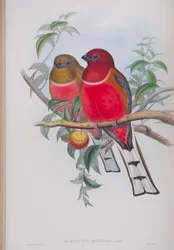 Harpactes Hodgsoni, tallrik från The Birds of Great Britain av John Gould, publicerad 1862-73 (handfärgad litho)