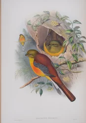 Harpactes Oreskios, tallrik från The Birds of Great Britain av John Gould, publicerad 1862-73 (handfärgad litho)