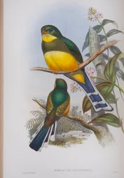Harpactes Reinwardti, tallrik från The Birds of Great Britain av John Gould, publicerad 1862-73 (handfärgad litho)