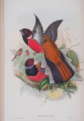 Harpactus Diardi, tallrik från The Birds of Great Britain av John Gould, publicerad 1862-73 (handfärgad lito)