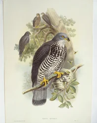 Honungsvråk (Pernis apivorus), illustration