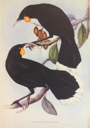 Illustration av Huia-paret