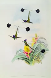Kolibri, graverad av Walter och Cohn