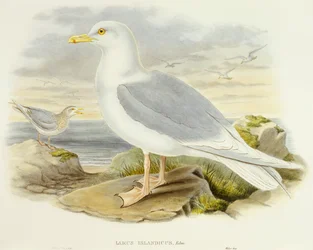 Islandsmås (Larus glaucoides), Gravyr av John Gould