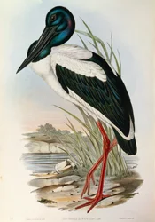 Illustration från John Goulds "The Birds of Australia" som representerar den svarthalsade storken Ephippiorhynchus asiaticus,