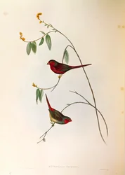 Illustration fra John Goulds "The Birds of Australia" repræsenterende Crimson Finch Neochmia phaeton, farvet gravering