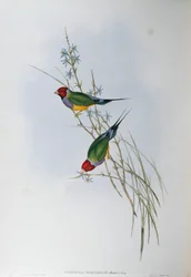 Illustration från John Goulds "The Birds of Australia" som representerar Gouldian Finch Chloebia gouldiae, av Oscar Dressler