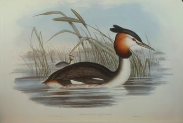 Illustration från John Goulds "The Birds of Australia" som representerar Southern Crested Dopping Podiceps cristatus australis, av Oscar Dressler