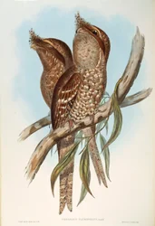 Illustration från John Goulds "The Birds of Australia" som representerar Tawny Frogmouth Podargus strigoides, av Oscar Dressler
