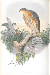Illustration av Accipiter Nisis (Sparrow-hök)