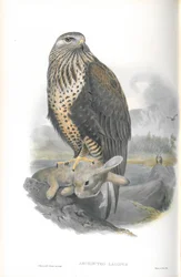 Illustration av Archibuteo Lagopus (strävbensvråk)
