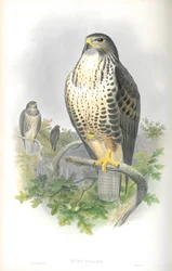 Illustration av Buteo Vulgaris (Vråkvråk)