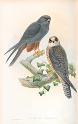 Illustration av Erythropus Vespertinus (Hobby med orange ben)