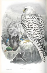 Illustration av Falco Candicans (Grönland Falcon Dark Race)