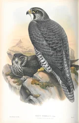 Illustration av Falco Gyrfalco (norsk Gyrfalcon)
