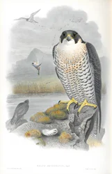 Illustration av Falco Peregrinus (Peregrine Falcon)