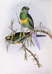 Mallee ringneck (Platycercus eller Barnardius barnardi), Gravyr av John Gould