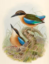 Mangrove Pitta (Blåvingad Pitta) Pitta megarhyncha Schlegel