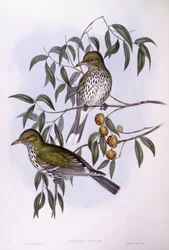 Olivryggad oriole (Oriolus sagittatus), Gravyr av John Gould