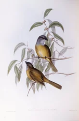 Olive whistler (Pachycephala olivacea), gravyr av John Gould