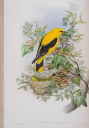 Oriolus Galbula, tallrik från The Birds of Great Britain av John Gould, publicerad 1862-73 (handfärgad lito)
