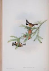 Parus Cristatus, tallrik från The Birds of Great Britain av John Gould, publicerad 1862-73 (handfärgad lito)