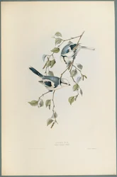 Parus Cyanus: Azurmes (färg litho på vävt papper)