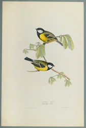 Parus Major: Talgox (färg litho på vävt papper)