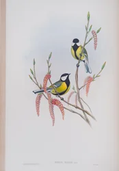 Parus Major, tallrik från The Birds of Great Britain av John Gould, publicerad 1862-73 (handfärgad litho)