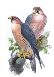 Pilgrimsfalk, (rödhårig falk) Falco peregrinus babylonicus Sclater