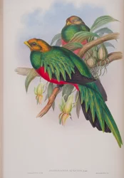 Pharomacrus Auriceps, tallrik från The Birds of Great Britain av John Gould, publicerad 1862-73 (handfärgad litho)