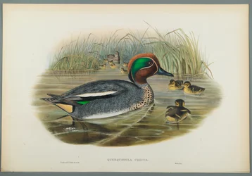 Querquedula Crecca: kricka (färg litho på vävt papper)