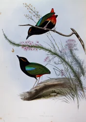 Rainbow Pitta (Pitta iris), gravyr från Birds of Australia