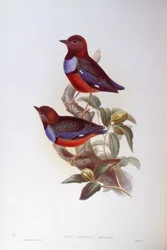 Rödbukig pitta (Pitta erythrogaster), Gravyr av John Gould
