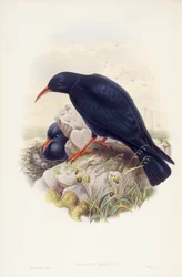 Röd näbbchough (Pyrrhocorax pyrrhocorax), Gravyr av John Gould