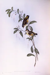 Rödbrynad pardalote (Pardalotus rubricatus), Gravyr av John Gould