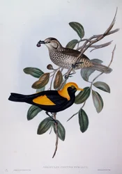 Regent Bowerbird (Sericulus chrysocephalus), gravyr från Birds of Australia